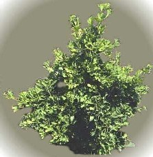 Witches Broom