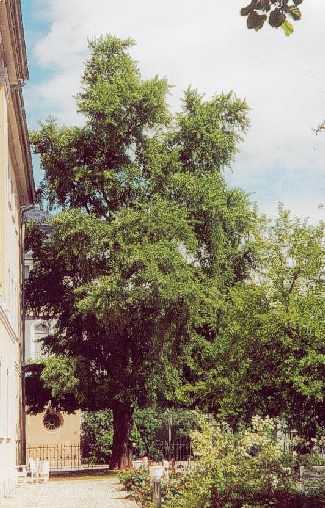 Weimar