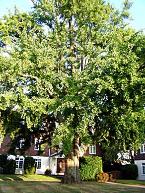 Weybridge, Surrey (photo Anne Turpin)