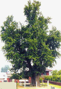 Xingcun town (photo HeMeng)