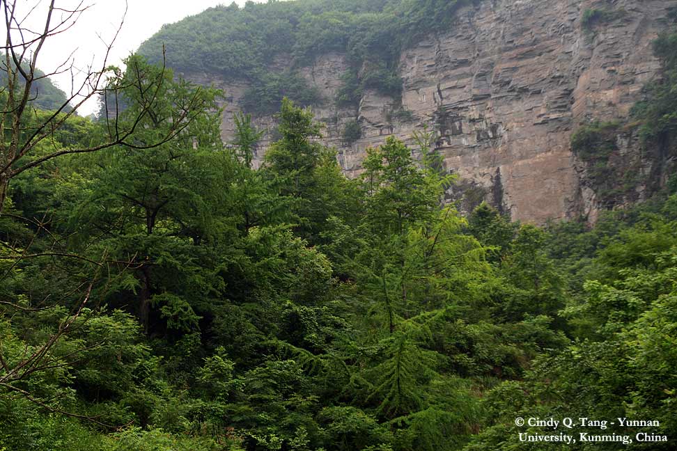 wild Ginkgo forest, Yangjiagou , China (photo Cindy Q. Tang)