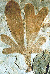 Yixian fossil 121 myr ago (� Z. Zhou)