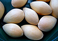cleaned Ginkgo seeds (photo Cor Kwant)