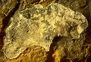 Ginkgo adiantoides (photo Cor Kwant)