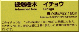 Plaque Anraku Ginkgo (photo Mandy Conti)