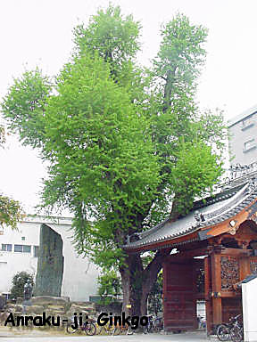Anraku Ginkgo (photo Mandy Conti)