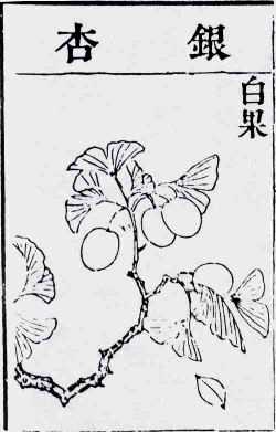 Pen Tsao Kang Mu (photo copy Cor Kwant)