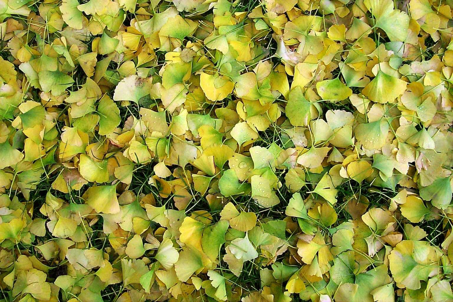 fallen leaves