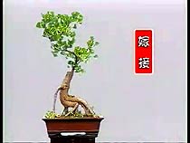 Ginkgo bonsai nursery in China