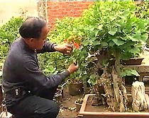 Ginkgo bonsai nursery in China