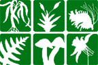Botanical Society of America