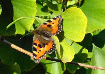 Butterfly on Ginkgo leaf (photo � Cor Kwant)