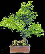 Ginkgo bonsai (photo HeMeng)