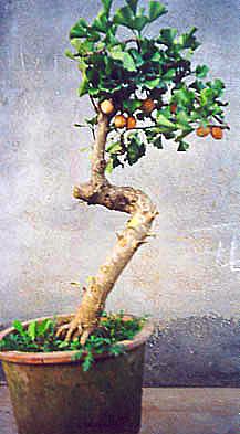 Chinese bonsai with leaves (photo HeMeng)