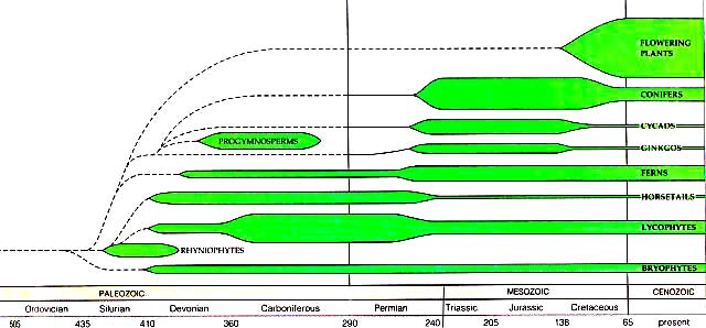Ginkgo cladogram (after Starr & Taggart 1998)