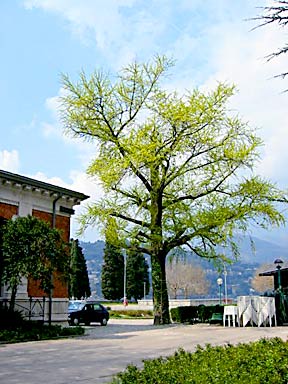 Como (photo Eddy Mueller)