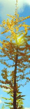 Ginkgo (foto Cor Kwant)