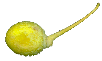 zaad met zaadhuid