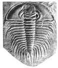 Fossils & Paleontology NetRing homepage