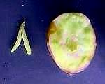 gametophyte