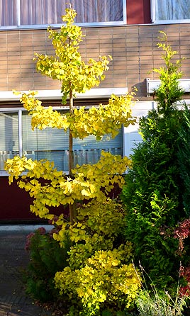 Ginkgo tree in garden (photo Cor Kwant)