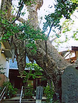 Yamaguschi, Shouenji temple (photo A. Kato)