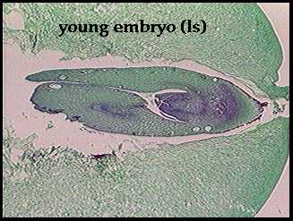 Ginkgo embryo