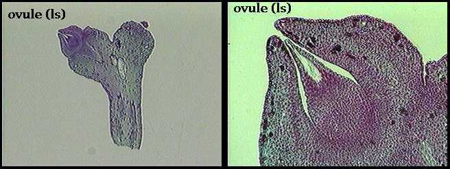 Ginkgo female ovuliferous structures