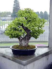 bonsai-l