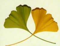 leaves