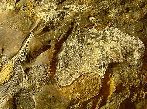 Ginkgo adiantoides (photo Cor Kwant)