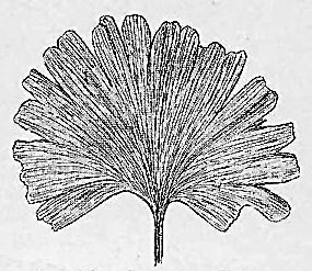 Ginkgo digitata