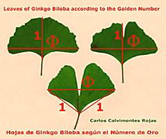 Ginkgo Golden Number (picture  � Rojas)