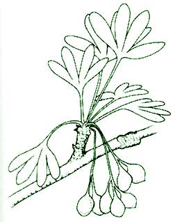 Ginkgo yimaensis