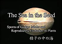 Film Sea in the Seed
