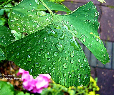 Ginkgo met regendruppels op het blad (foto Cor Kwant)