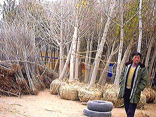Ginkgo market (photo HeMeng)