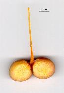 Ginkgo seeds (small picture)