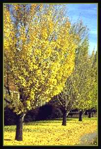 Autumn Gold