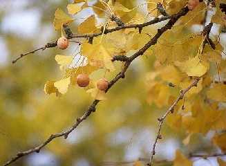 seed on Ginkgo tree in fall