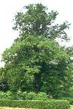 Hirase Ginkgo around 2000
