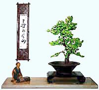 Ginkgo bonsai