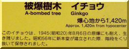 Plaque Josei Ginkgo (photo Mandy Conti)