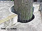 Josei Ginkgo (photo Mandy Conti)