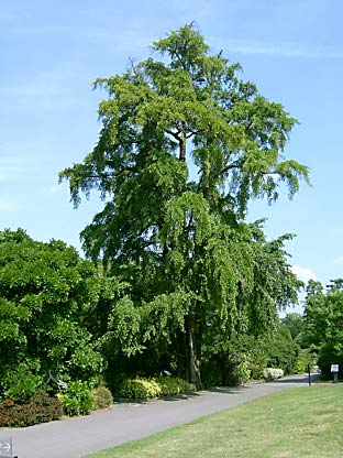 Kew gardens (photo C. Nourdin)