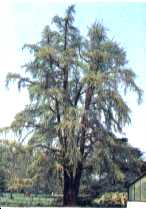 Kew
