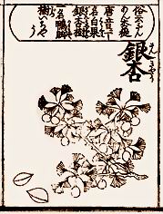 Kinmozui