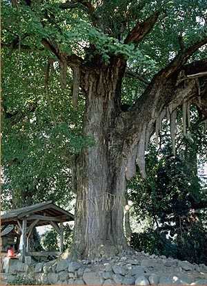 kokubunji (photo Hiroshi Takahasi)