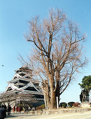 Kumamoto castle (photo Sando Tomoki)
