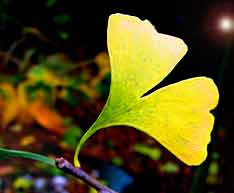 Ginkgo leaf (photo Cor Kwant)